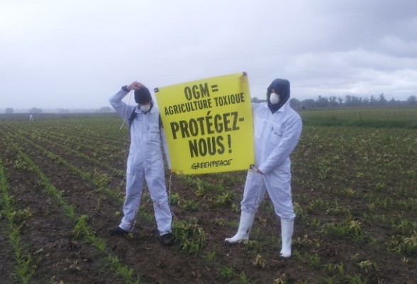 Présence de maïs OGM en France : priorité à la santé publique